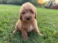 Carlos, a male Miniature Goldendoodle for sale in Athens, WI – 1 of 10