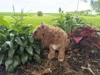 Sunnie, a female Cavapoo for sale in Athens, WI – 7 of 10
