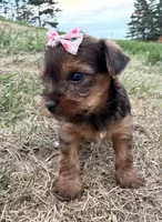 Tiffany, a female Yorkshire Terrier for sale in Athens, WI – 3 of 10