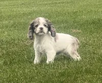AKC Winnie, a female Cocker Spaniel for sale in Athens, WI – 4 of 10