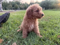 Carlos, a male Miniature Goldendoodle for sale in Athens, WI – 4 of 10
