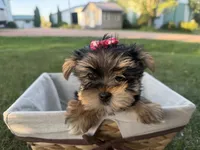Bopeep , a female Morkie for sale in Athens, WI – 3 of 10