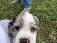 AKC Winnie, a female Cocker Spaniel for sale in Athens, WI – 5 of 10