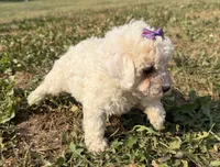 Eve, a female Poodle - Toy  for sale in Athens, WI – 7 of 10