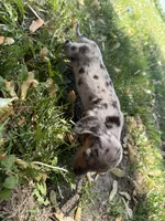 Hattie, a female Miniature Dachshund for sale in Athens, WI – 6 of 10