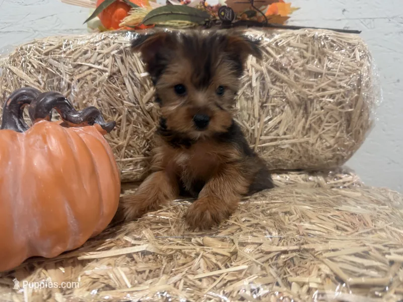 Tiffany – Yorkshire Terrier puppy for sale in Athens, WI