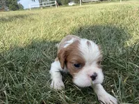 AKC Donovan, a male Cavalier King Charles Spaniel for sale in Athens, WI – 3 of 7