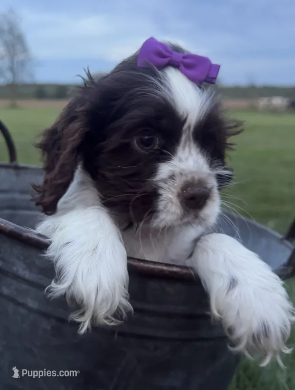 AKC Monica – Cocker Spaniel puppy for sale in Athens, WI