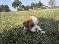 AKC Dora, a female Cavalier King Charles Spaniel for sale in Athens, WI – 2 of 4