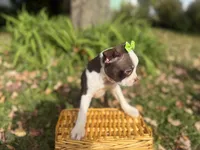 Penny, a female Boston Terrier for sale in Athens, WI – 7 of 10