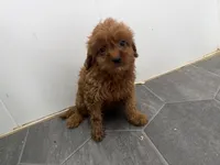 Rory, a female Cavapoo for sale in Athens, WI – 9 of 9