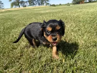 AKC Dexter, a male Cavalier King Charles Spaniel for sale in Athens, WI – 7 of 10