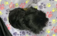 Tootsie, a female Yorkshire Terrier for sale in Athens, WI – Photo 4 of 10