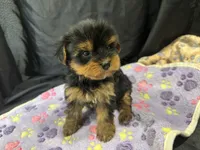 Tootsie, a female Yorkshire Terrier for sale in Athens, WI – Photo 9 of 10