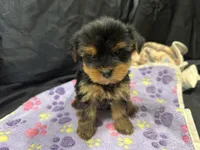 Tootsie, a female Yorkshire Terrier for sale in Athens, WI – Photo 8 of 10