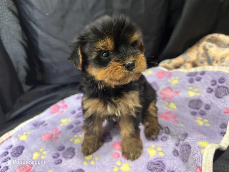 Tootsie, a female Yorkshire Terrier for sale in Athens, WI – Photo 1 of 10