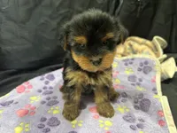 Tootsie, a female Yorkshire Terrier for sale in Athens, WI – Photo 10 of 10