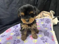 Tootsie, a female Yorkshire Terrier for sale in Athens, WI – Photo 3 of 10