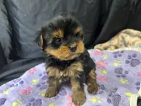 Tootsie, a female Yorkshire Terrier for sale in Athens, WI – Photo 6 of 10