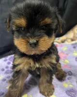 Tootsie, a female Yorkshire Terrier for sale in Athens, WI – Photo 2 of 10