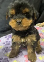 Tootsie, a female Yorkshire Terrier for sale in Athens, WI – Photo 5 of 10