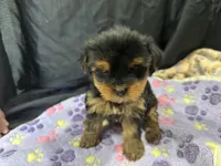 Tootsie, a female Yorkshire Terrier for sale in Athens, WI – Photo 7 of 10