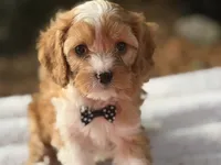 Ernie, a male Cavapoo for sale in Athens, WI – 1 of 10