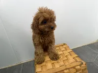 Roxy, a female Cavapoo for sale in Athens, WI – 9 of 10
