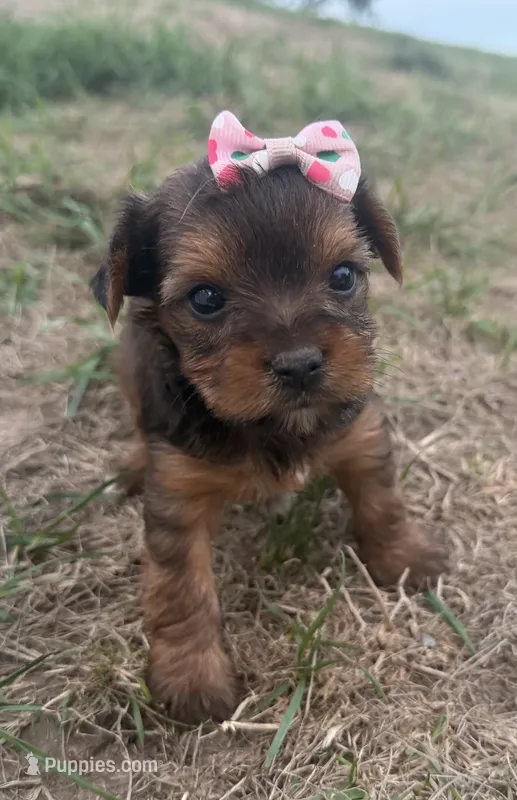 Tiffany – Yorkshire Terrier puppy for sale in Athens, WI