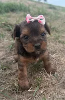 Tiffany, a female Yorkshire Terrier for sale in Athens, WI – 1 of 10