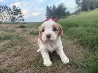 Annie, a female Cavapoo for sale in Athens, WI – 4 of 10