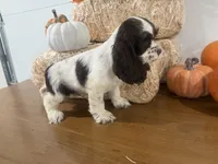 AKC Wren, a female Cocker Spaniel for sale in Athens, WI – 8 of 10