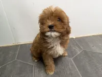 Ron, a male Cavapoo for sale in Athens, WI – 4 of 7