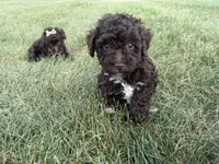 Eddie, a male Poodle - Toy  for sale in Athens, WI – 9 of 10
