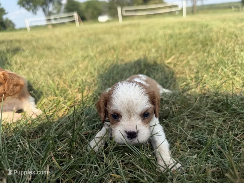 AKC Donald  – Cavalier King Charles Spaniel puppy for sale in Athens, WI