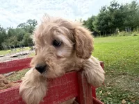 Cloudy , a female Miniature Goldendoodle for sale in Athens, WI – 10 of 10