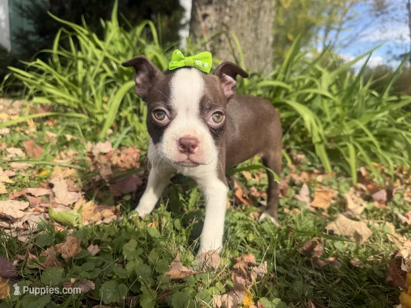 Penny – Boston Terrier puppy for sale in Athens, WI