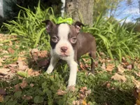 Penny, a female Boston Terrier for sale in Athens, WI – 1 of 10