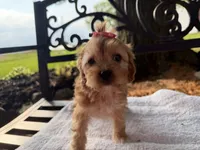 Elane, a female Cavapoo for sale in Athens, WI – 3 of 10