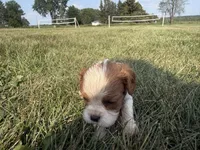 AKC Donna, a female Cavalier King Charles Spaniel for sale in Athens, WI – 2 of 4