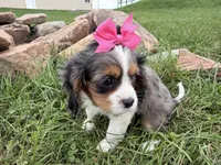 Laken, a female Cavalier King Charles Spaniel for sale in Athens, WI – 10 of 10
