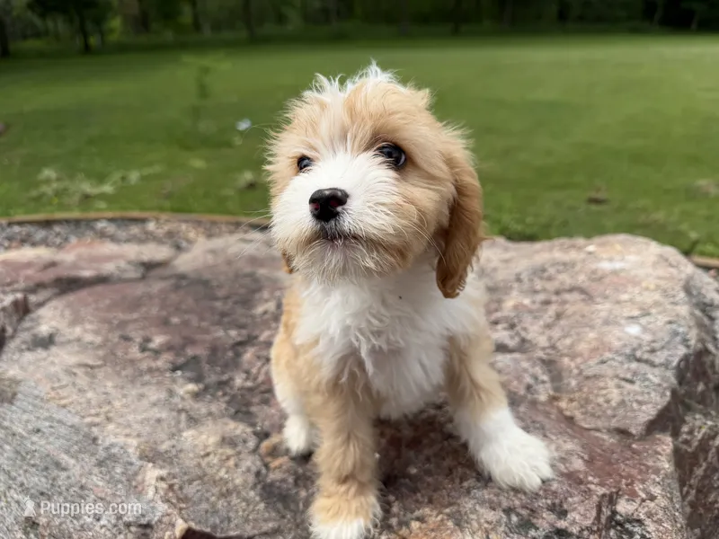 Ember  – Cavapoo puppy for sale in Athens, WI