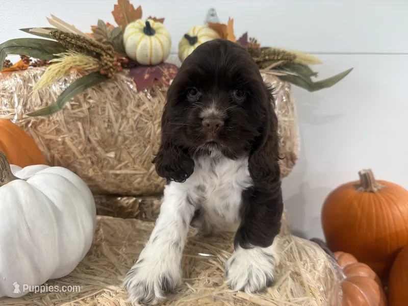 AKC Wanda  – Cocker Spaniel puppy for sale in Athens, WI