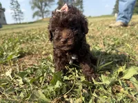 Elle, a female Poodle - Toy  for sale in Athens, WI – 10 of 10