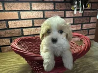 Zane, a male Maltipoo for sale in Athens, WI – Photo 9 of 10