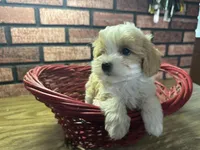Zane, a male Maltipoo for sale in Athens, WI – Photo 10 of 10