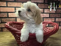 Zane, a male Maltipoo for sale in Athens, WI – Photo 6 of 10