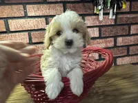 Zane, a male Maltipoo for sale in Athens, WI – Photo 3 of 10
