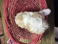 Zane, a male Maltipoo for sale in Athens, WI – Photo 2 of 10