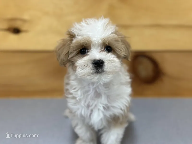 Zane – Maltipoo puppy for sale in Athens, WI